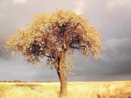 priroda_strom